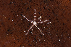 Ophiothela