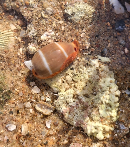 Cypraea lutea observed 2025-08-09