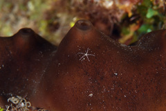Ophiothela