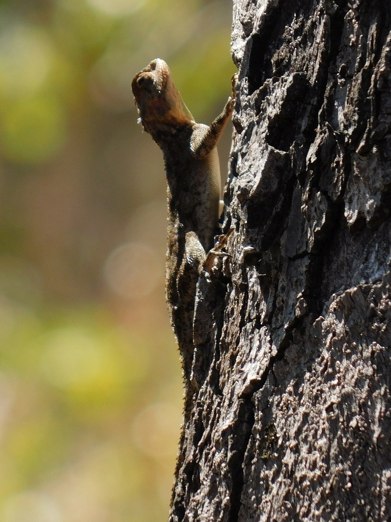 Mozambique Agama