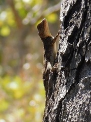Agama mossambica