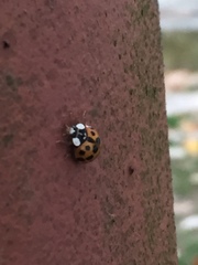 Harmonia axyridis