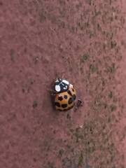 Harmonia axyridis