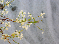 Polygonella polygama