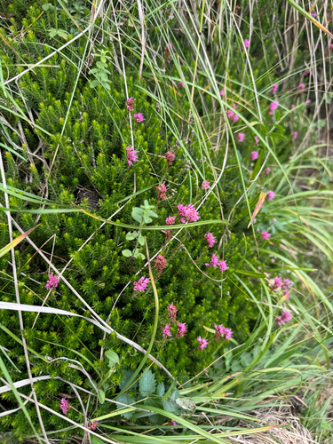 Eastern Heath (Erica spiculifolia)