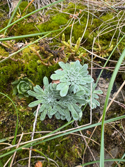 Saxifraga luteoviridis, photograph Jeff Clark, CC BY, iNaturalist via GBIF