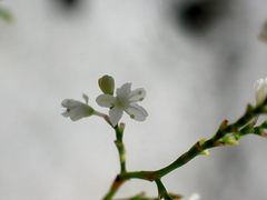 Polygonella polygama