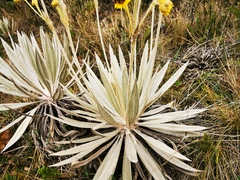 Espeletia grandiflora