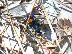 Calopompilus maculipennis