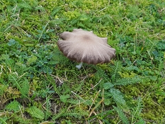 Psathyrella prona