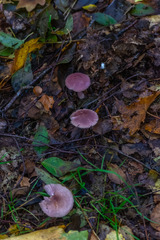 Mycena rosea