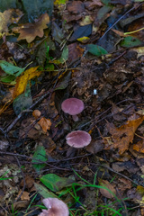 Mycena rosea