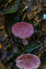 Mycena rosea