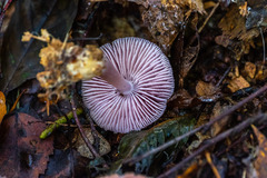Mycena rosea
