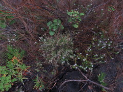 Pentameris airoides airoides