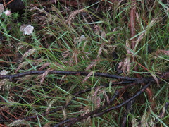 Pentameris airoides airoides