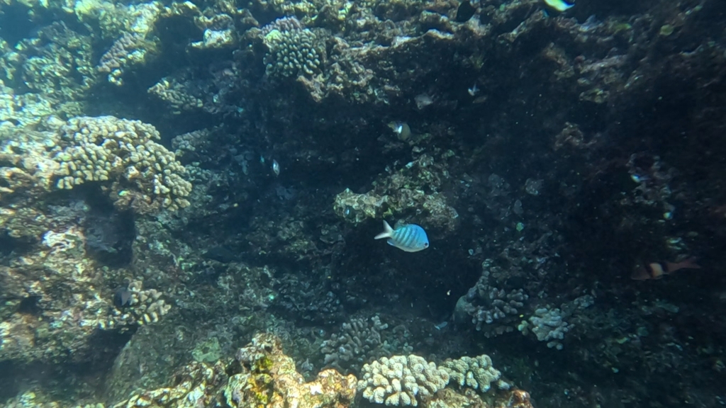 Pearly sergeant (Abudefduf margariteus) — Pomacentridae
