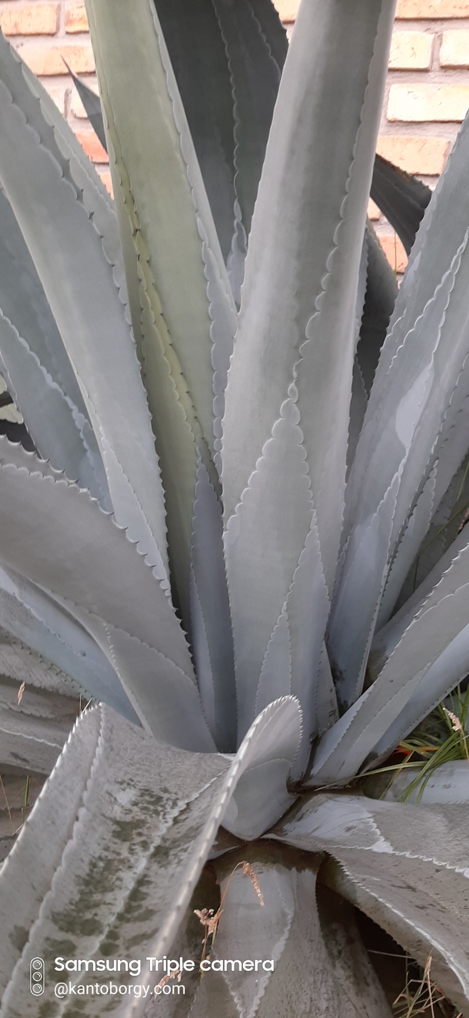 Agave americana image