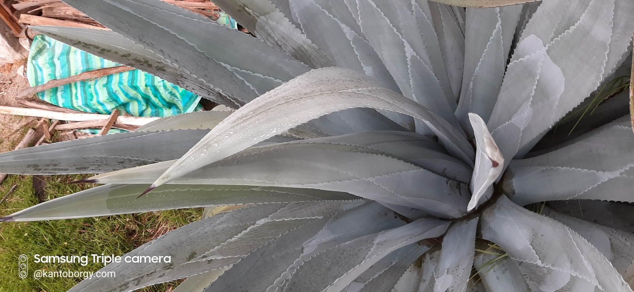 Agave americana image