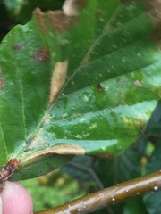 Phyllonorycter maestingella