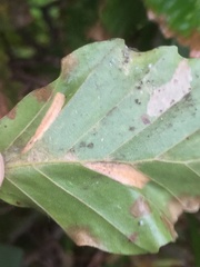 Phyllonorycter maestingella
