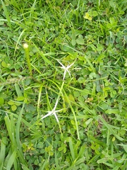 Rhynchospora nervosa