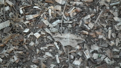 Chiasmia simplicilinea