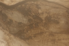 Artibeus jamaicensis paulus