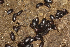 Alphitobius laevigatus