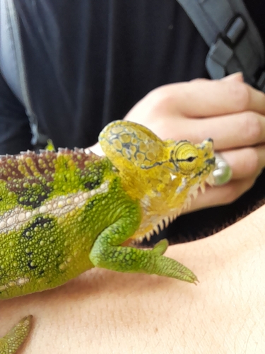 Helmeted Chameleon