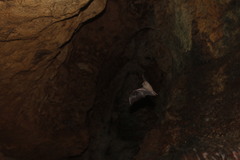 Artibeus jamaicensis paulus