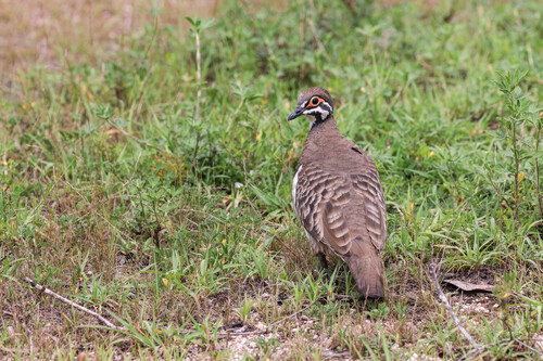 Squatter Pigeon (Geophaps scripta), photo 5