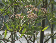 Tessaria integrifolia