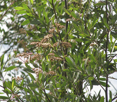 Tessaria integrifolia