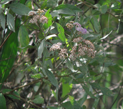 Tessaria integrifolia