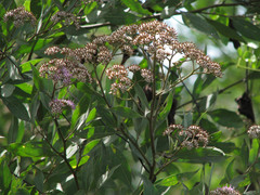 Tessaria integrifolia