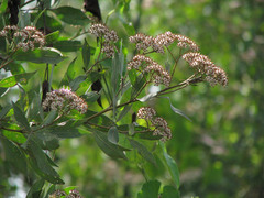 Tessaria integrifolia