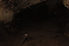 Pteronotus mesoamericanus