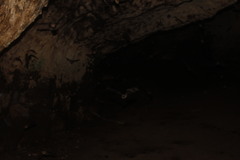 Pteronotus mesoamericanus