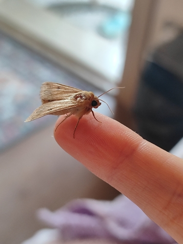 Cotton Bollworm Moth