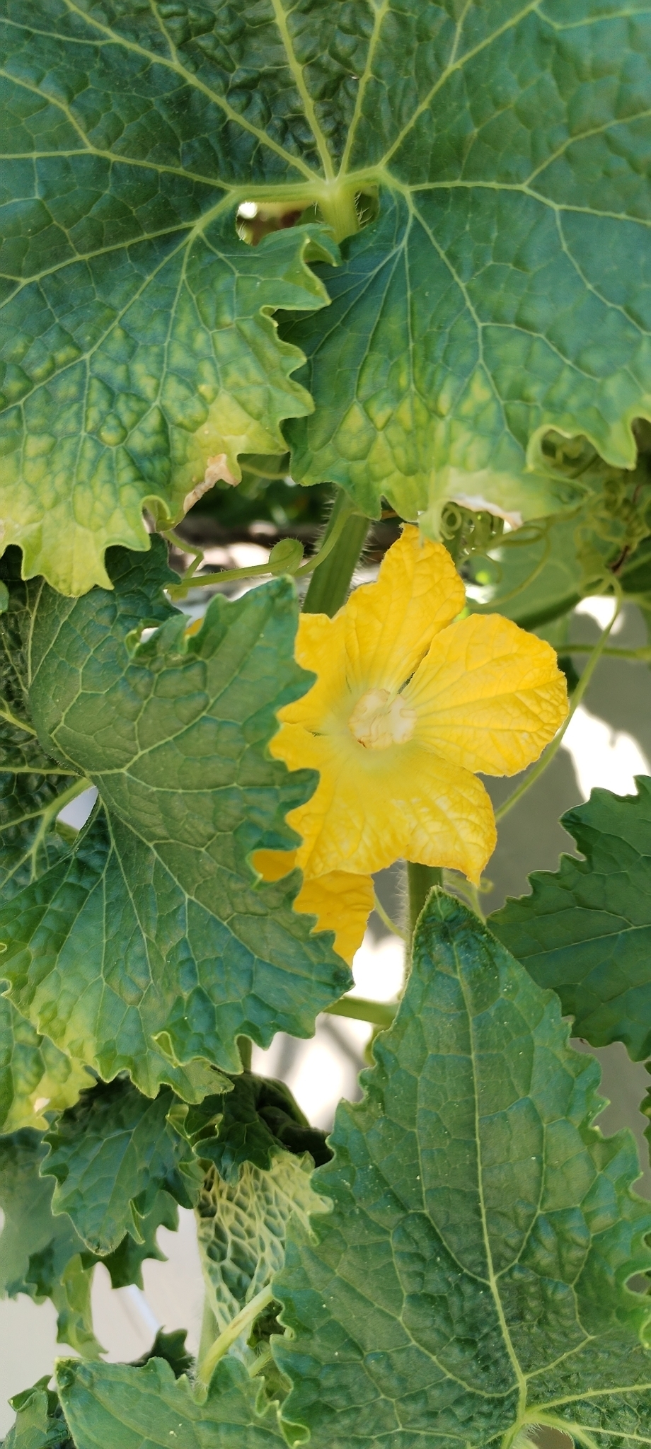 Waxgourd (Benincasa hispida)
