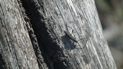 Litopus latipes violaceus