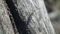 Litopus latipes violaceus