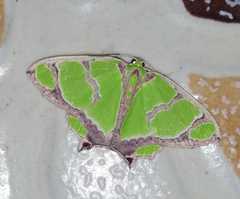 Agathia hilarata
