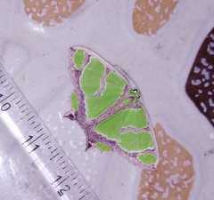 Agathia hilarata