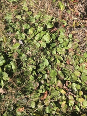 Packera serpenticola