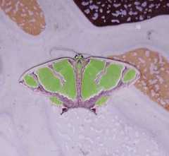Agathia hilarata