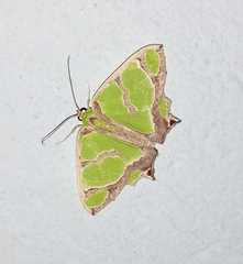 Agathia hilarata