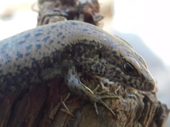 Trachylepis maculilabris