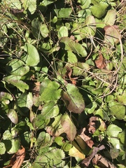 Packera serpenticola